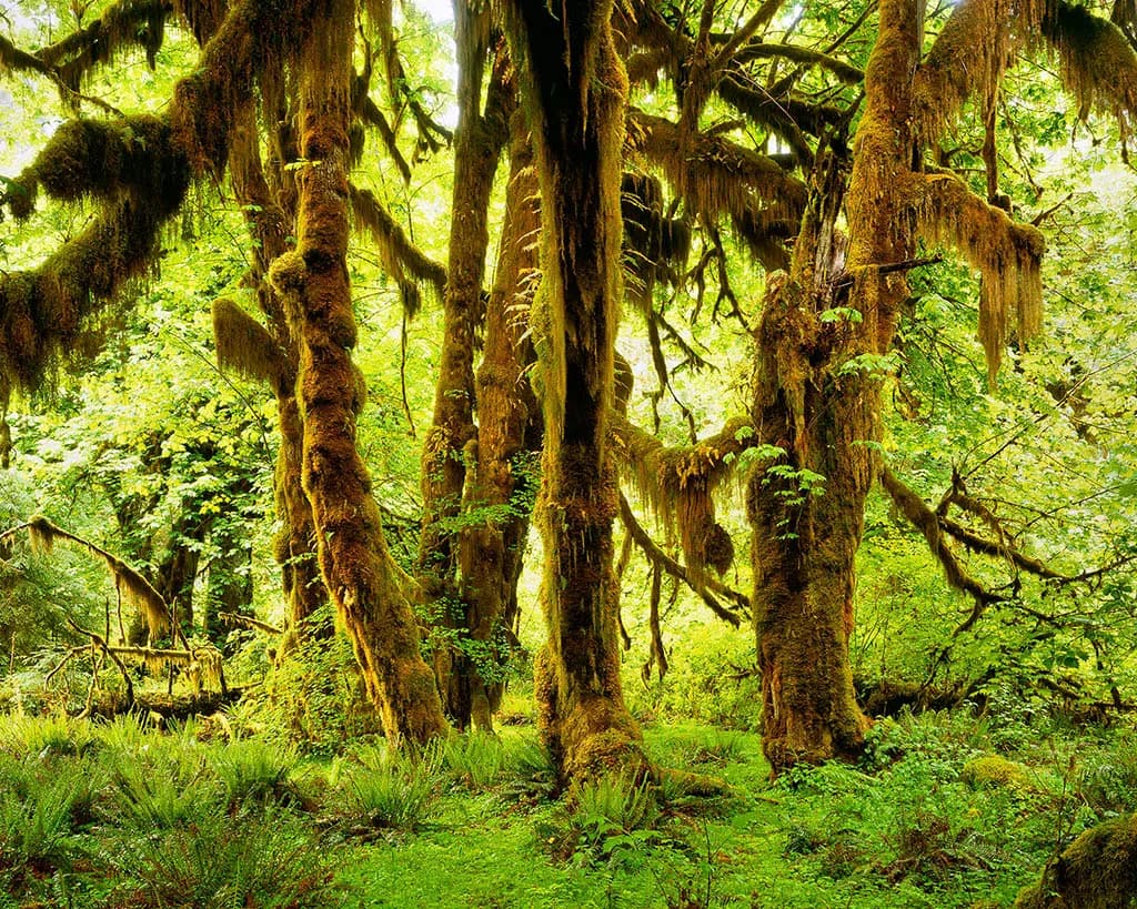 Olympic National Park, WA